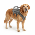 Senior dog wearing a full-body lift support harness