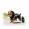 Senior dog using an adjustable rear-support wheelchair