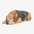 Dog wearing a calming anxiety pressure wrap vest